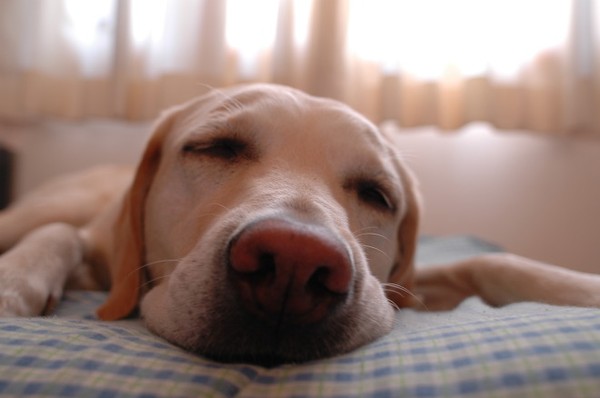 Picture 6 of 7 laws to protect the dog