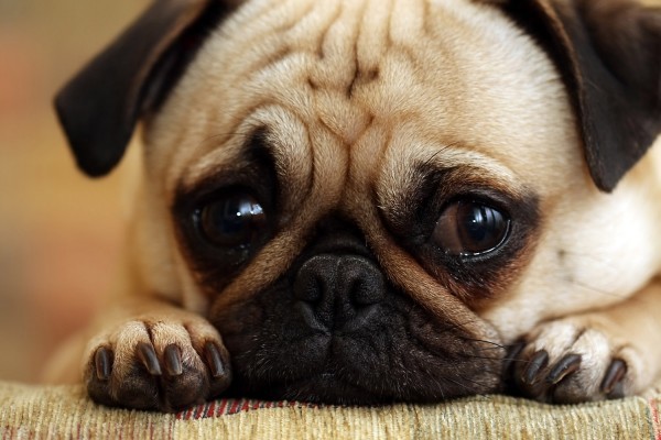 Picture 7 of 7 laws to protect the dog