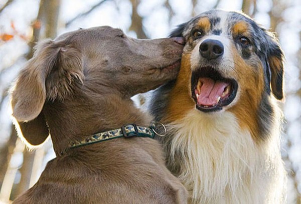 Picture 8 of 7 laws to protect the dog