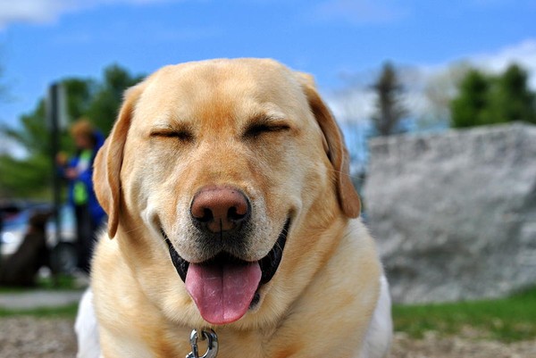 Picture 9 of 7 laws to protect the dog