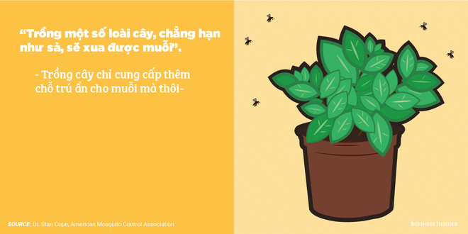 Picture 3 of 7 misconceptions about mosquito prevention: It turns out that citronella cultivation can be counterproductive