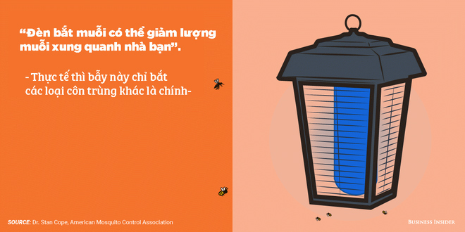 Picture 4 of 7 misconceptions about mosquito prevention: It turns out that citronella cultivation can be counterproductive