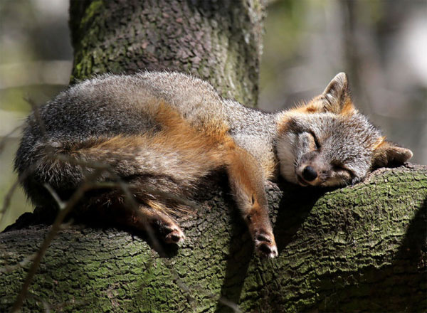 Picture 10 of 7 most beautiful foxes in the world