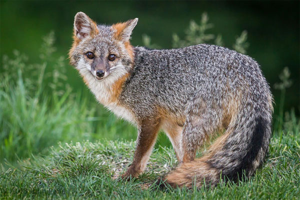Picture 11 of 7 most beautiful foxes in the world