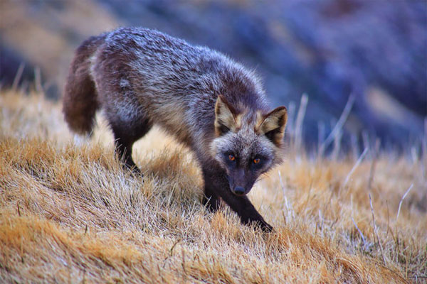Picture 12 of 7 most beautiful foxes in the world