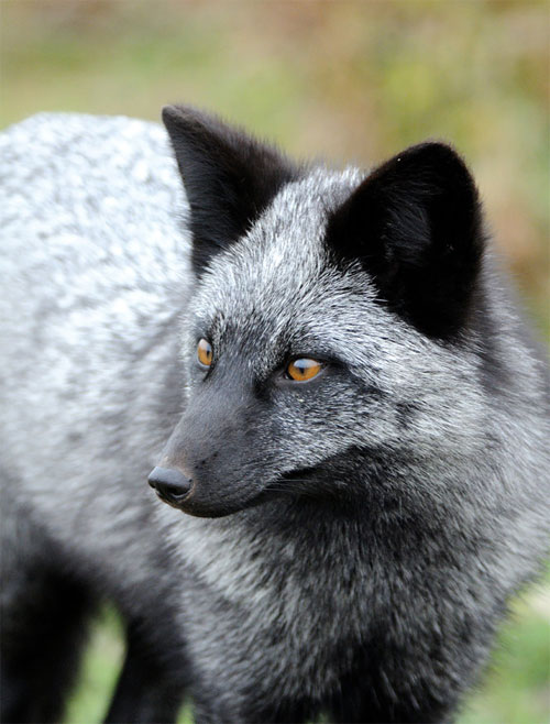 Picture 13 of 7 most beautiful foxes in the world