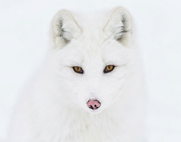 Picture 14 of 7 most beautiful foxes in the world