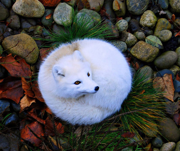 Picture 15 of 7 most beautiful foxes in the world
