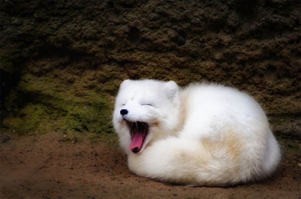 Picture 16 of 7 most beautiful foxes in the world