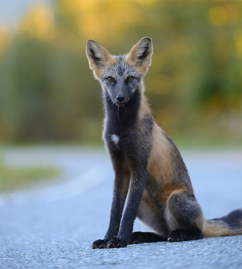 Picture 17 of 7 most beautiful foxes in the world
