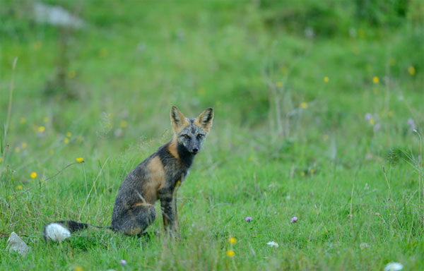 Picture 18 of 7 most beautiful foxes in the world