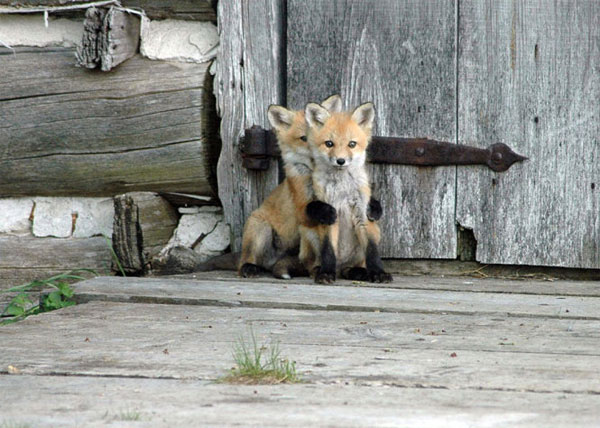 Picture 5 of 7 most beautiful foxes in the world