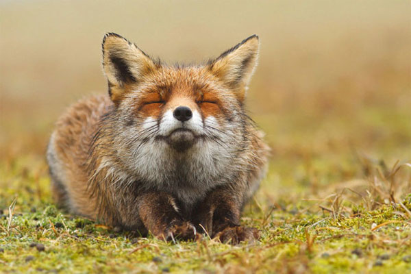 Picture 6 of 7 most beautiful foxes in the world