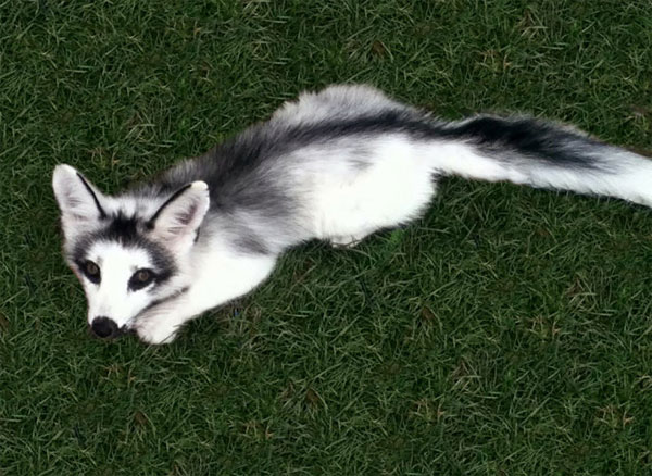Picture 7 of 7 most beautiful foxes in the world