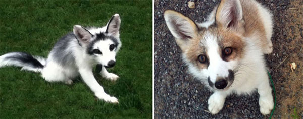 Picture 8 of 7 most beautiful foxes in the world