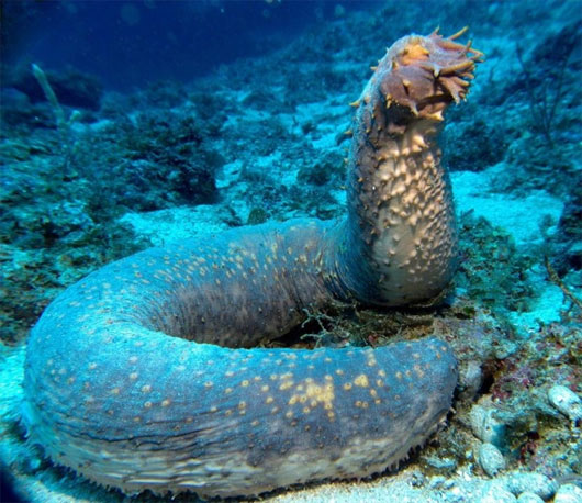 Picture 4 of 7 most bizarre creatures in the ocean