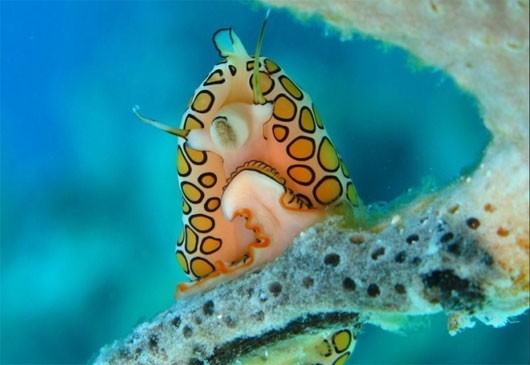 Picture 6 of 7 most bizarre creatures in the ocean