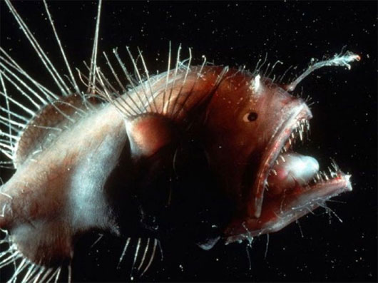 Picture 7 of 7 most bizarre creatures in the ocean