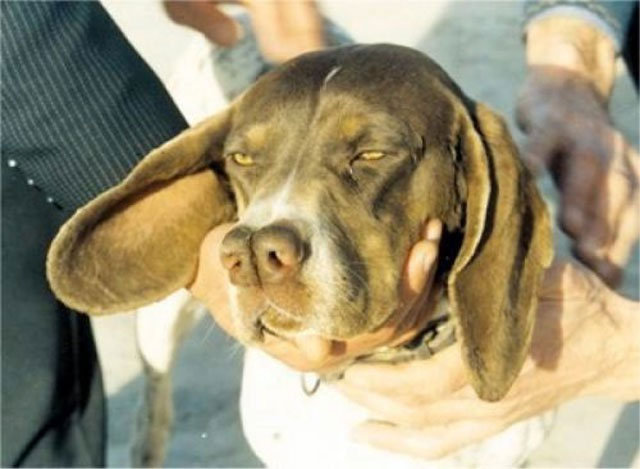 Picture 4 of 7 rare but obscure dog breeds