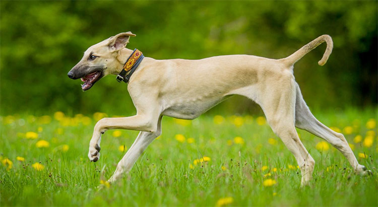 Picture 5 of 7 rare but obscure dog breeds