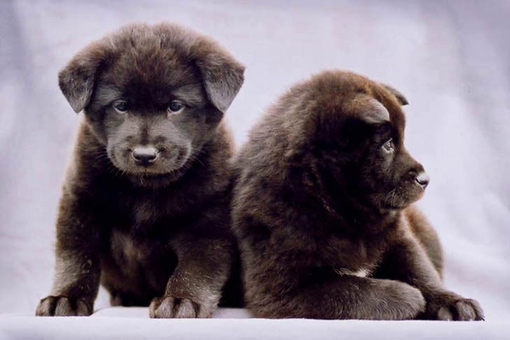 Picture 7 of 7 rare but obscure dog breeds