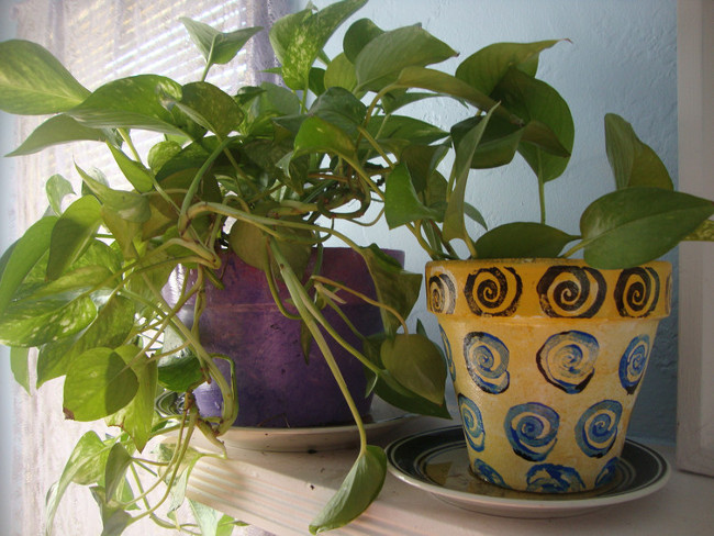 Picture 3 of 7 simple ways to reduce air pollution in your home