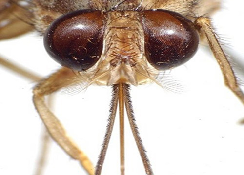 Picture 2 of 7 small creatures but deadly