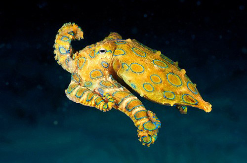 Picture 3 of 7 small creatures but deadly