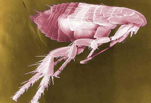 Picture 4 of 7 small creatures but deadly