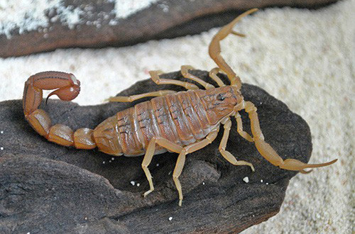 Picture 5 of 7 small creatures but deadly