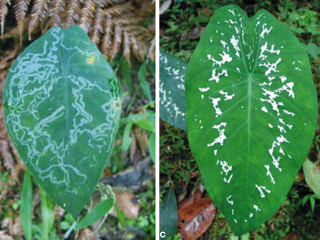 Picture 10 of 7 species of plants have special abilities like humans