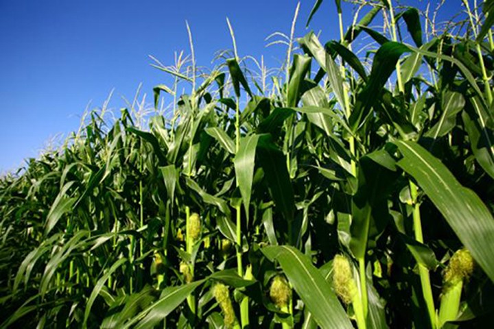 Picture 11 of 7 species of plants have special abilities like humans