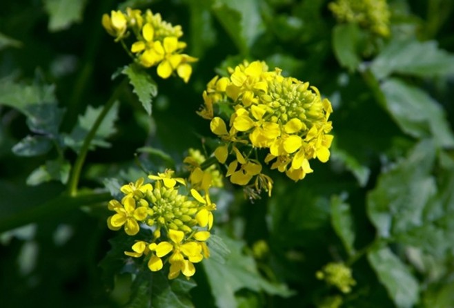 Picture 12 of 7 species of plants have special abilities like humans
