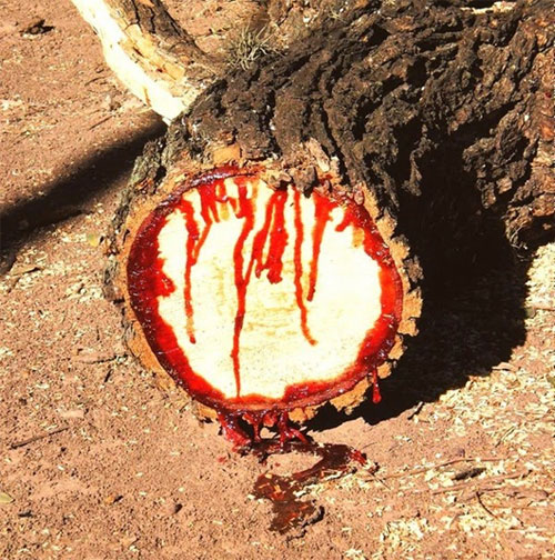 Picture 3 of 7 species of plants have special abilities like humans