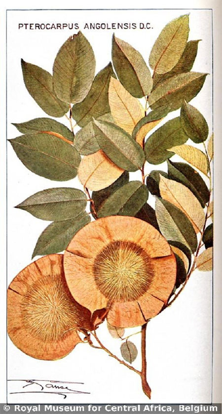 Picture 4 of 7 species of plants have special abilities like humans