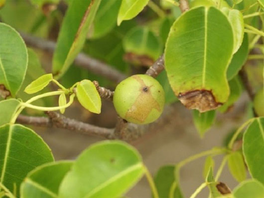 Picture 7 of 7 species of plants have special abilities like humans