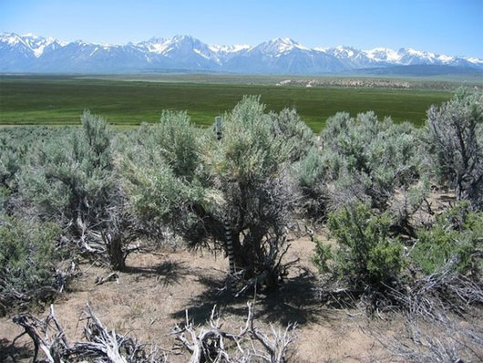 Picture 8 of 7 species of plants have special abilities like humans