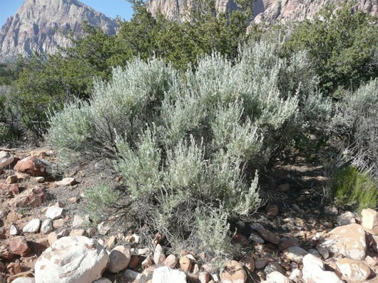 Picture 9 of 7 species of plants have special abilities like humans