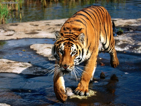 Picture 1 of 7 species of wild animals are being eradicated by humans