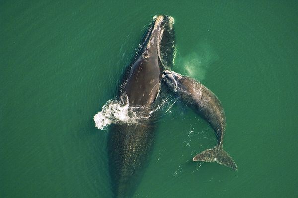 Picture 10 of 7 species of wild animals are being eradicated by humans