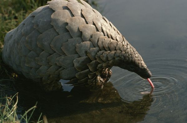 Picture 5 of 7 species of wild animals are being eradicated by humans