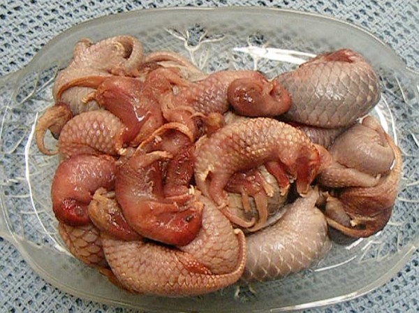 Picture 6 of 7 species of wild animals are being eradicated by humans