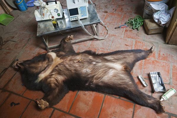 Picture 7 of 7 species of wild animals are being eradicated by humans