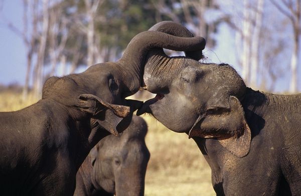 Picture 8 of 7 species of wild animals are being eradicated by humans