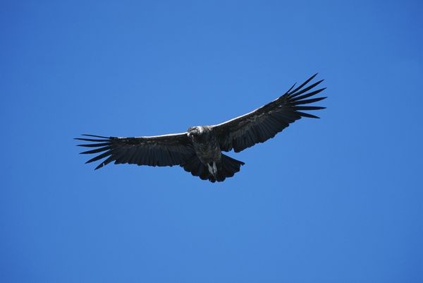 Picture 9 of 7 species of wild animals are being eradicated by humans