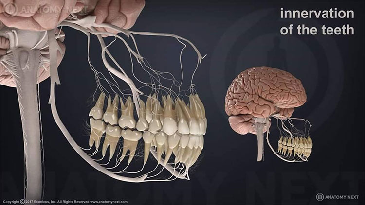 Picture 1 of 7 surprising facts about your body help you explain many things in life