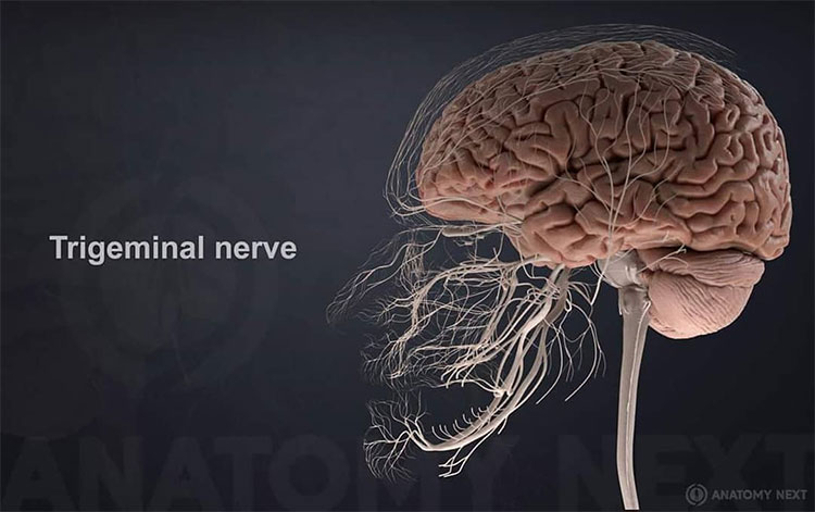Picture 2 of 7 surprising facts about your body help you explain many things in life