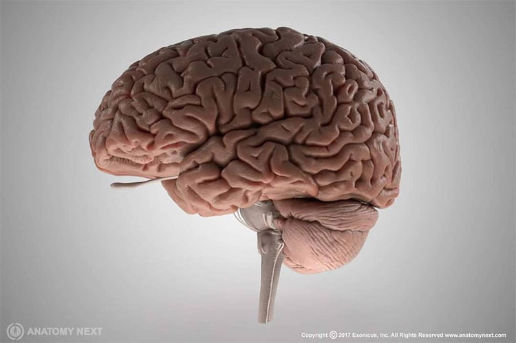 Picture 3 of 7 surprising facts about your body help you explain many things in life