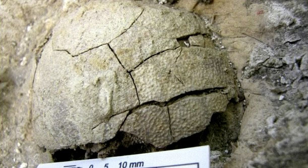Picture 2 of 70 million year old dinosaur fossils