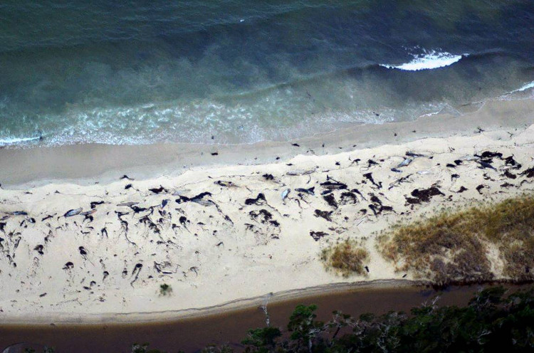Picture 1 of 70 mysterious whales in Chile